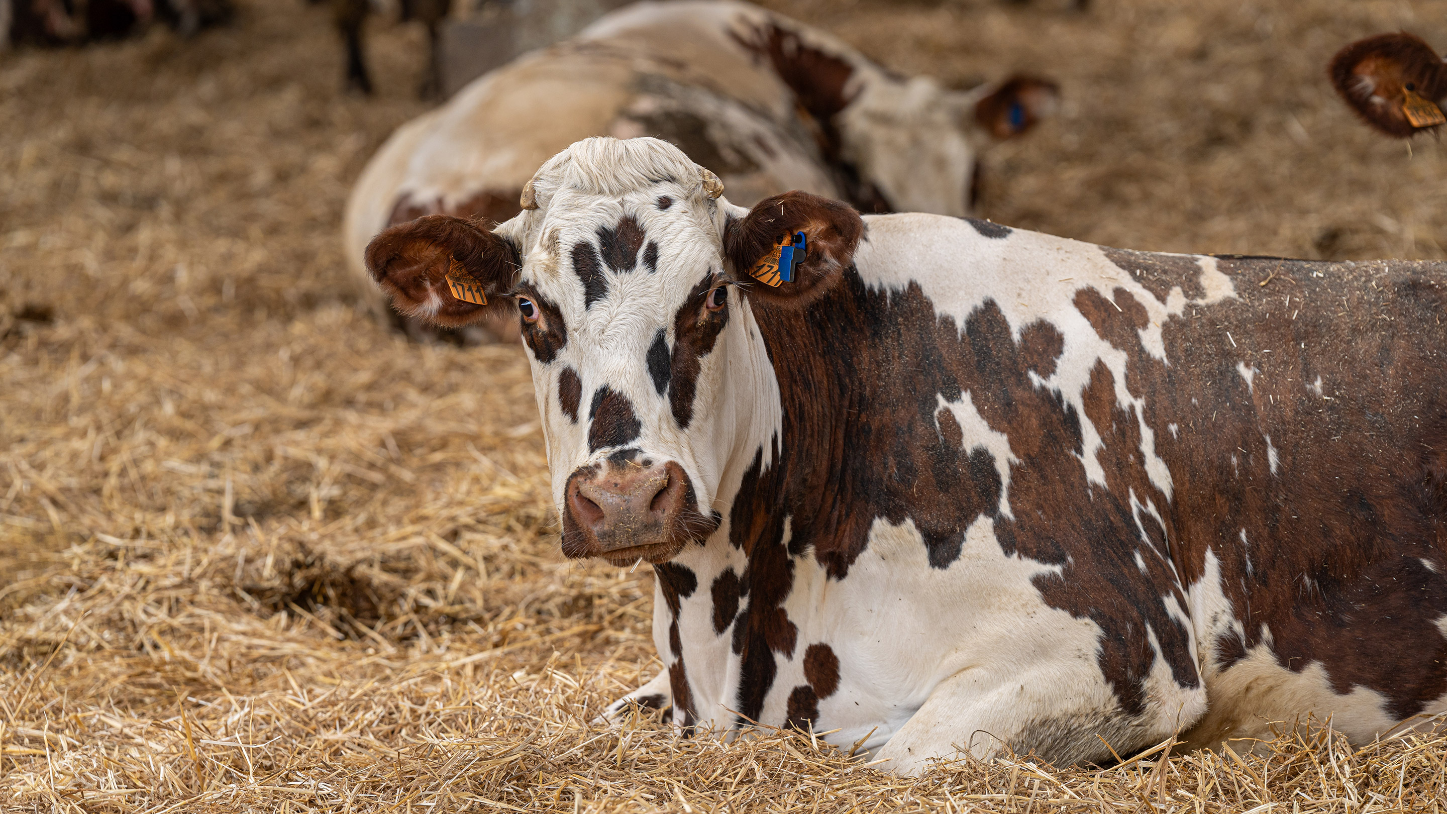 Brown and white cow