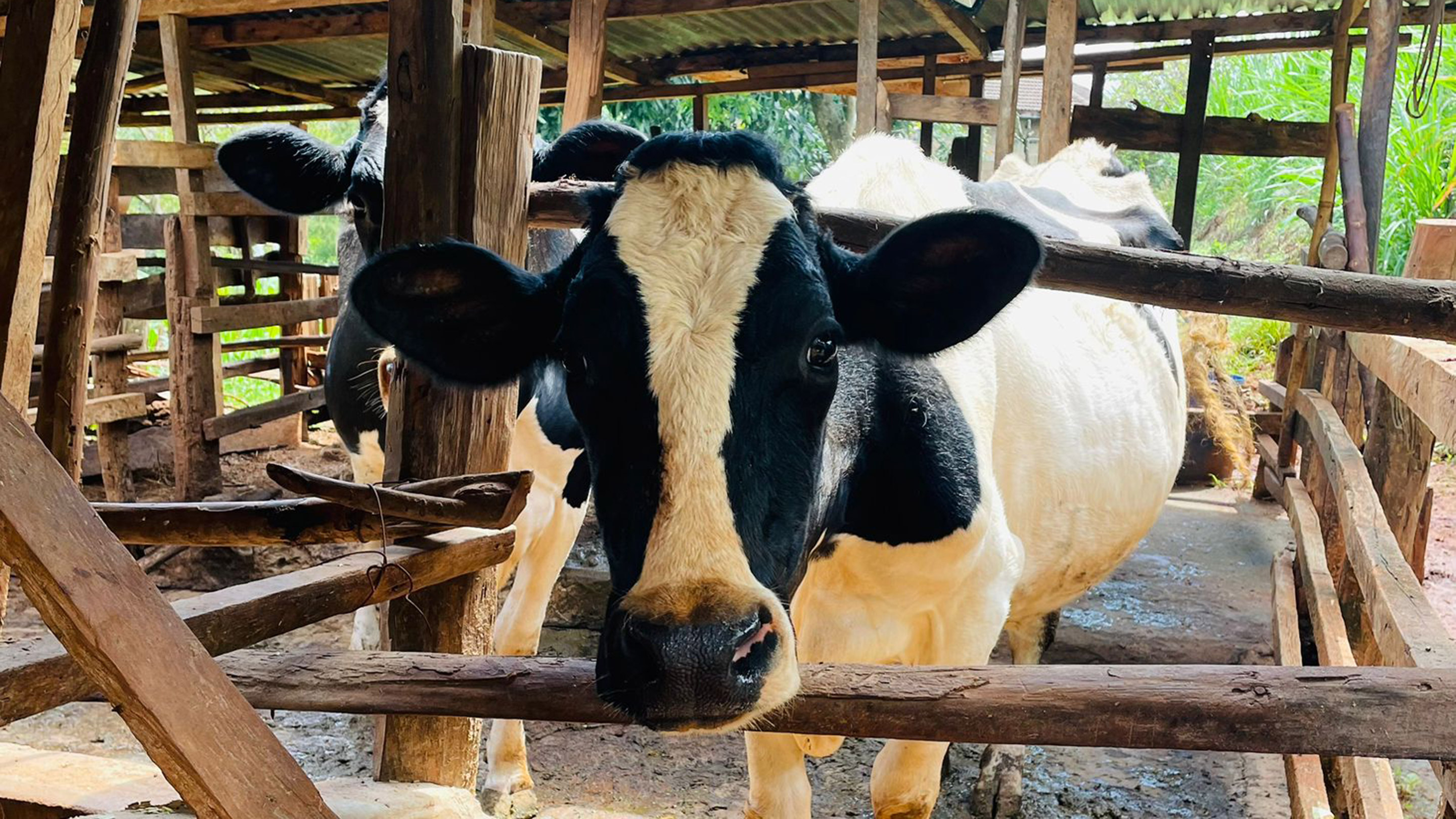 Cow, dairy hub in Kenya