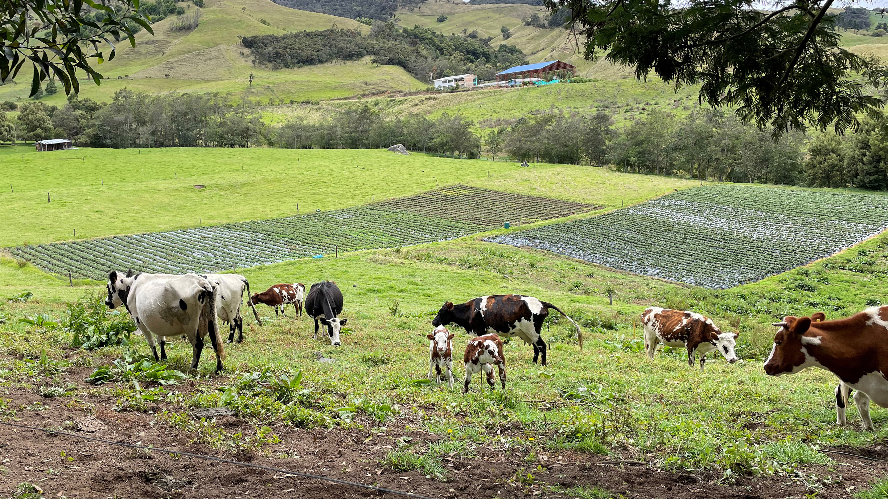 Cows on pasture, smallholder dairy farming in Colombia