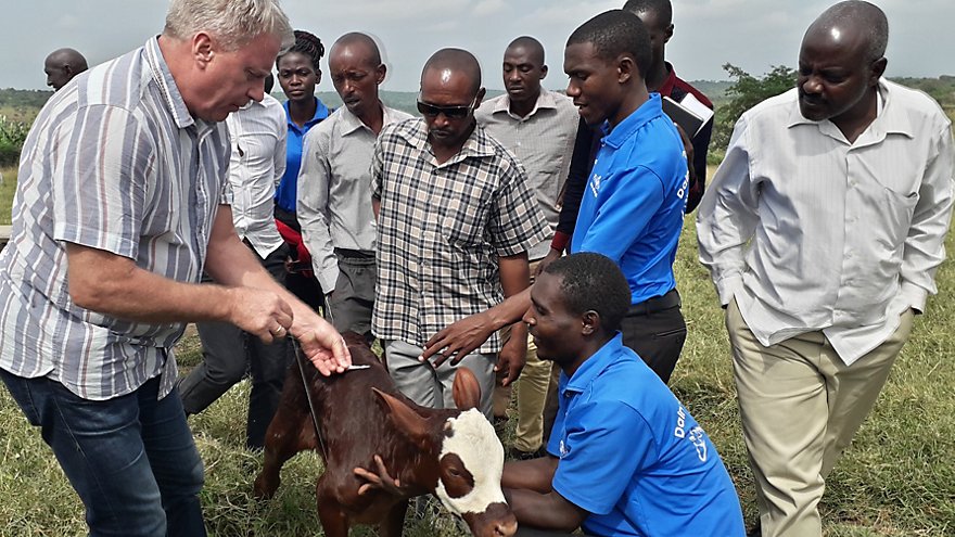 Dairy development in Uganda