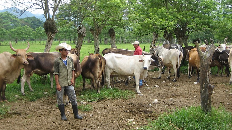 Farmers in Honduras