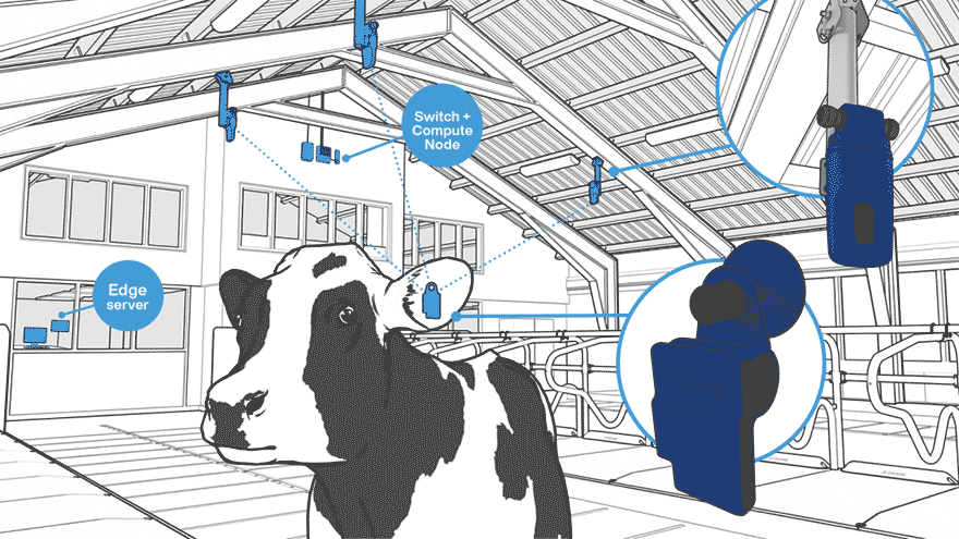 Cow in barn, sensors with AI technology